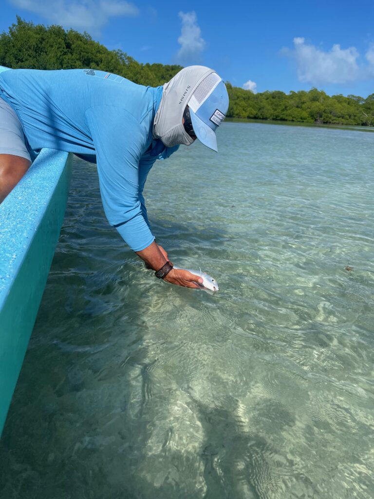A fly fishermen releasing a bone fish back into the water in Ascension Bay, Mexico.