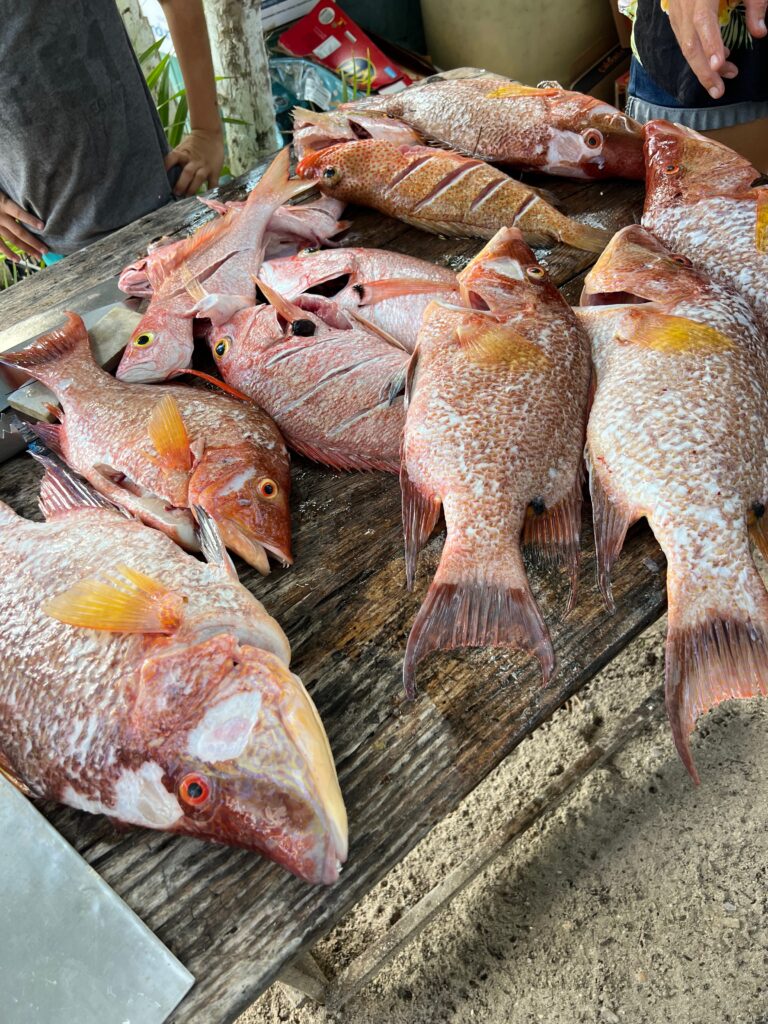 Caught snapper being prepped before cooking at Kay Fly fishing lodge.