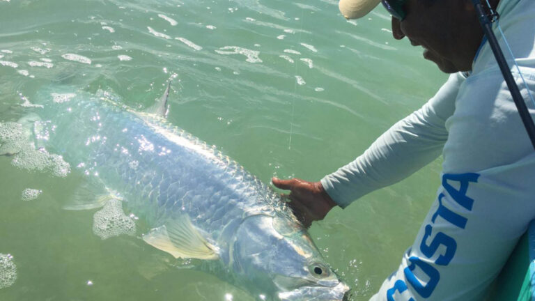 A fly fishermen catches a tarpon in Ascension Bay, Mexico.