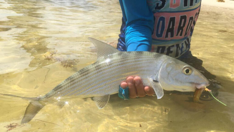 A fly fishermen catches a bonefish in Ascension Bay, Mexico.