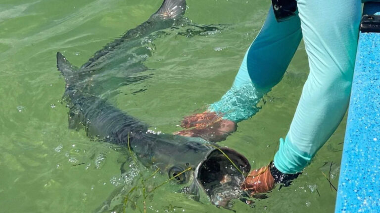 A fly fishermen catches a tarpon in Ascension Bay, Mexico.